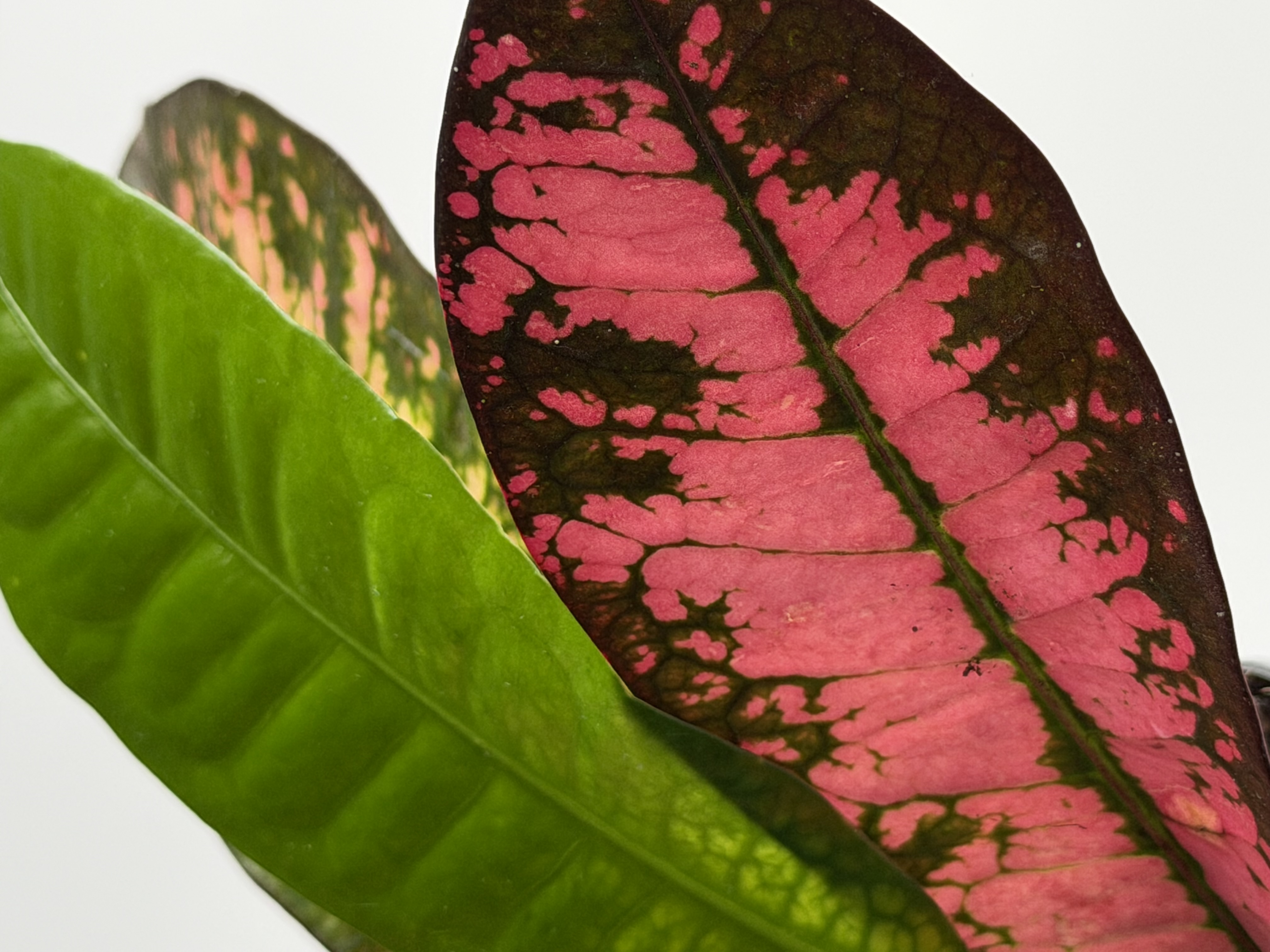 Detalle de hojas verdes y rosadas fotografiadas por Galileo Plants