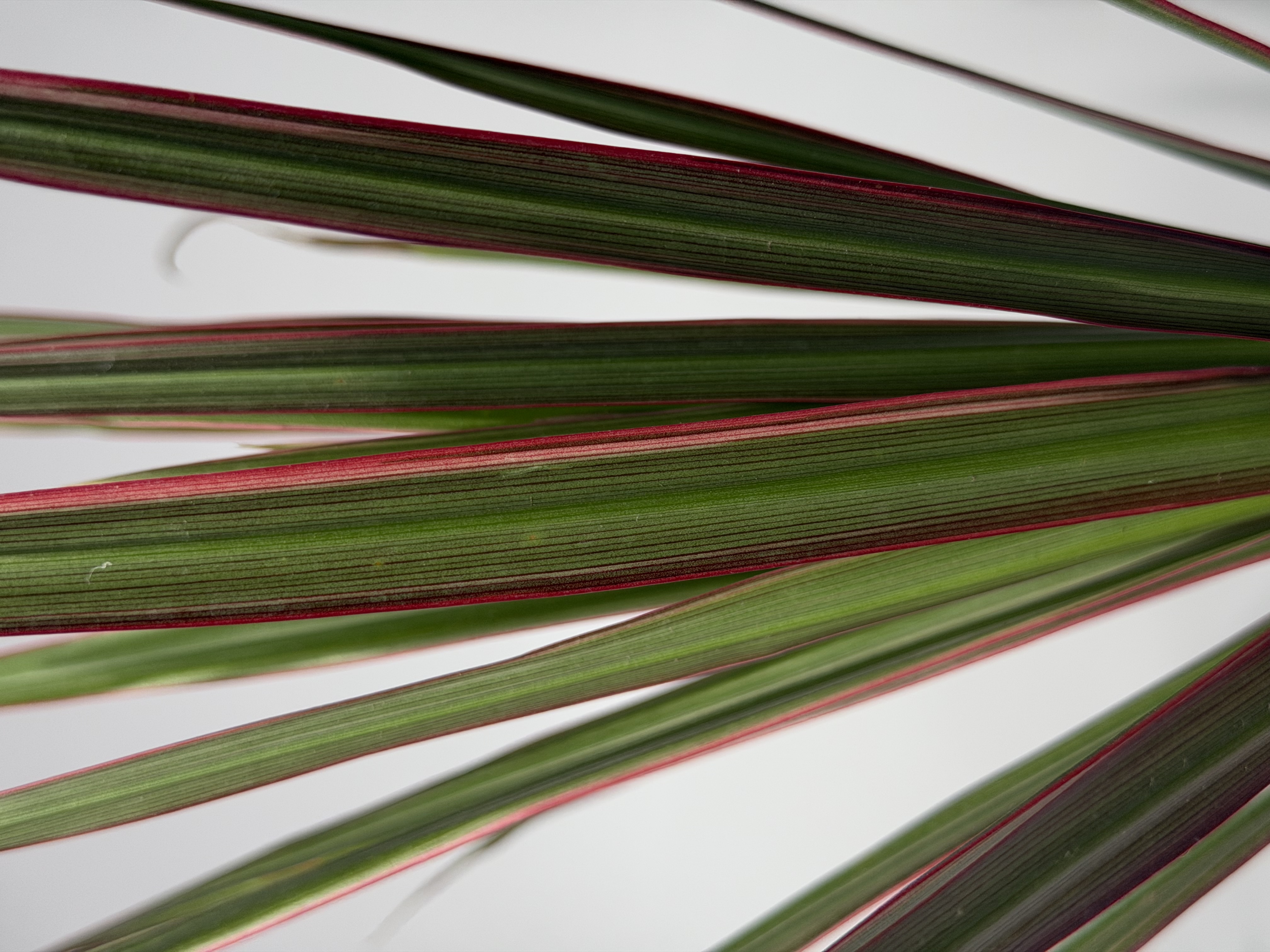 Detalle de hojas largas verdes con bordes rojizos fotografiadas por Galileo Plants