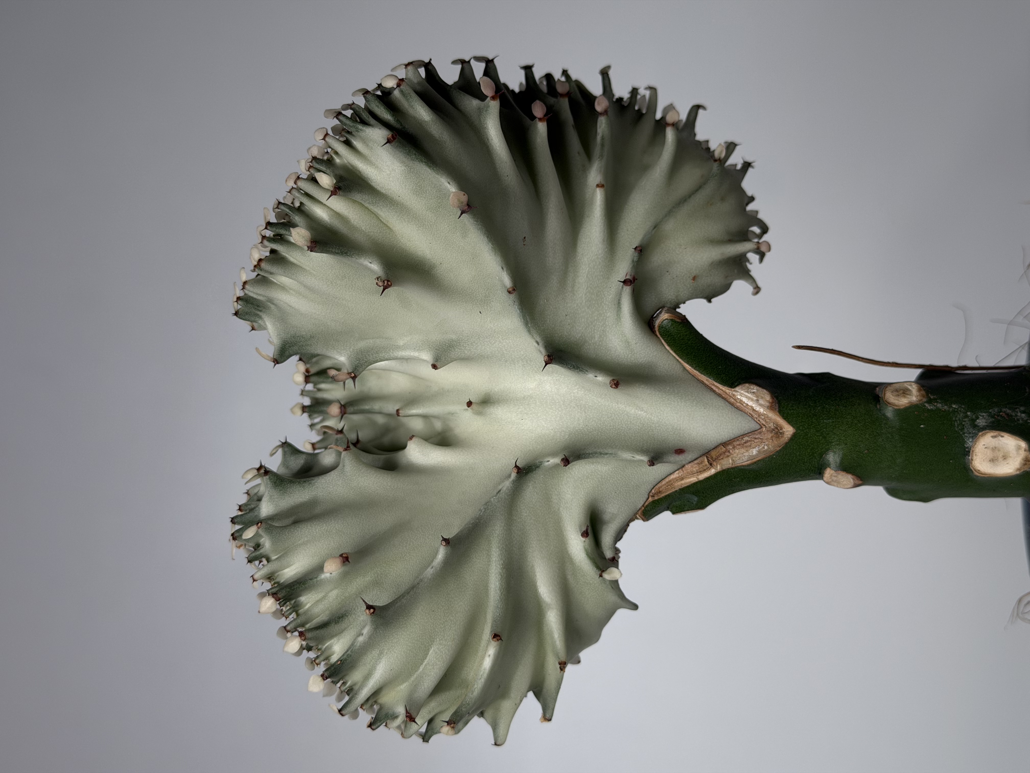 Detalle escultórico de una Euphorbia crestada fotografiada por Galileo Plants