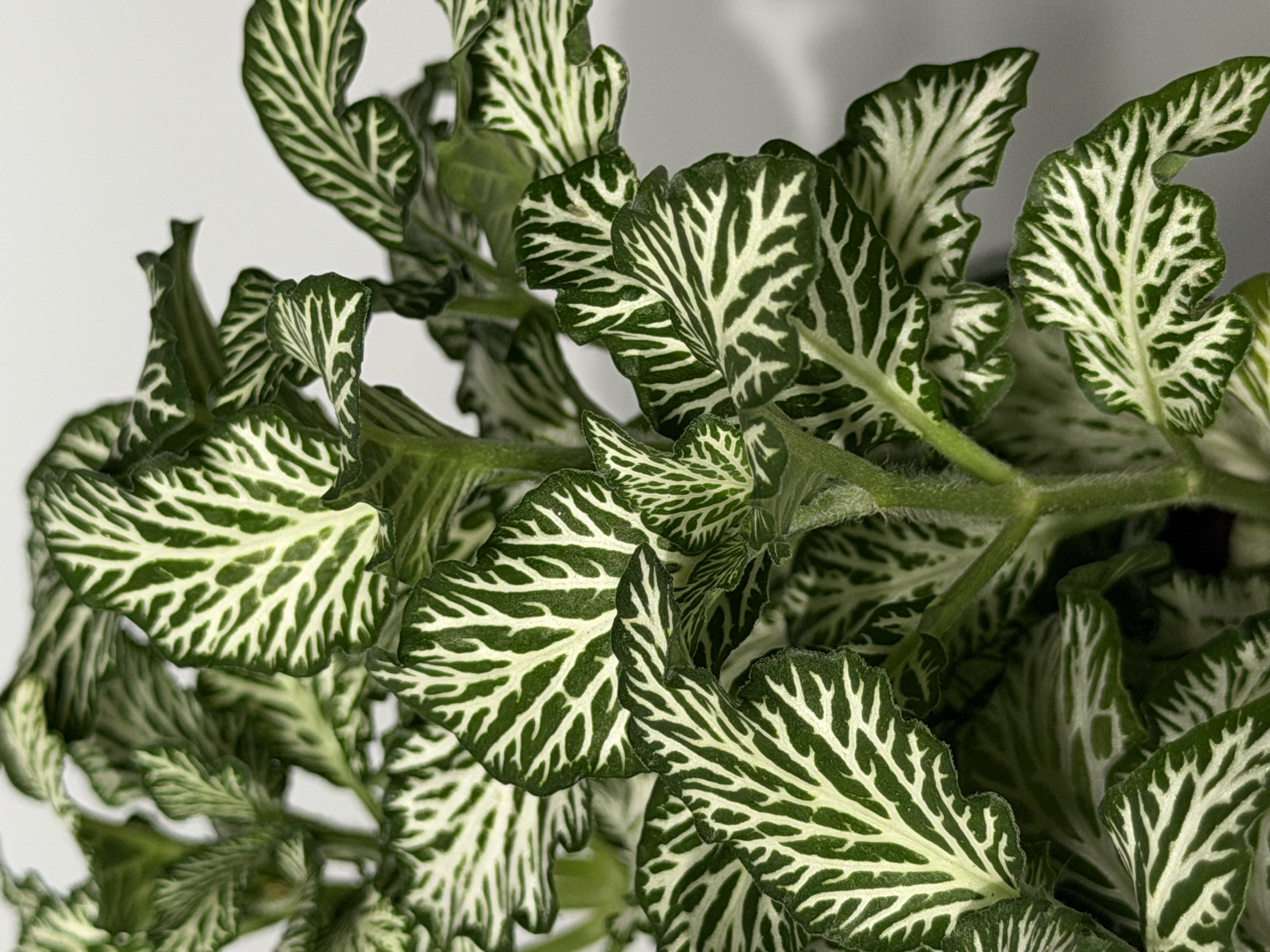 Detalle de una Fittonia fotografiada por Galileo Plants