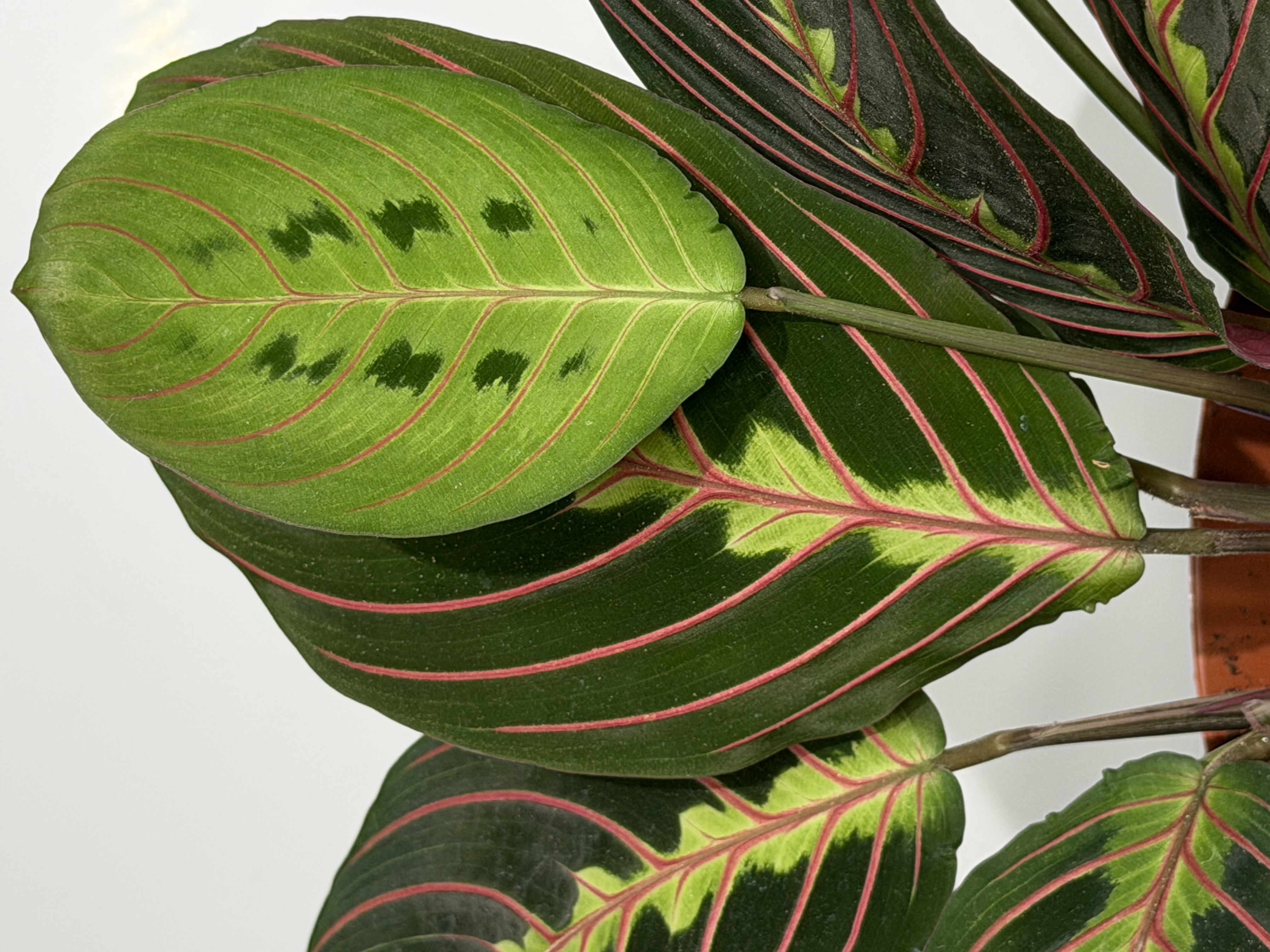 Detalle de una Maranta fotografiada por Galileo Plants