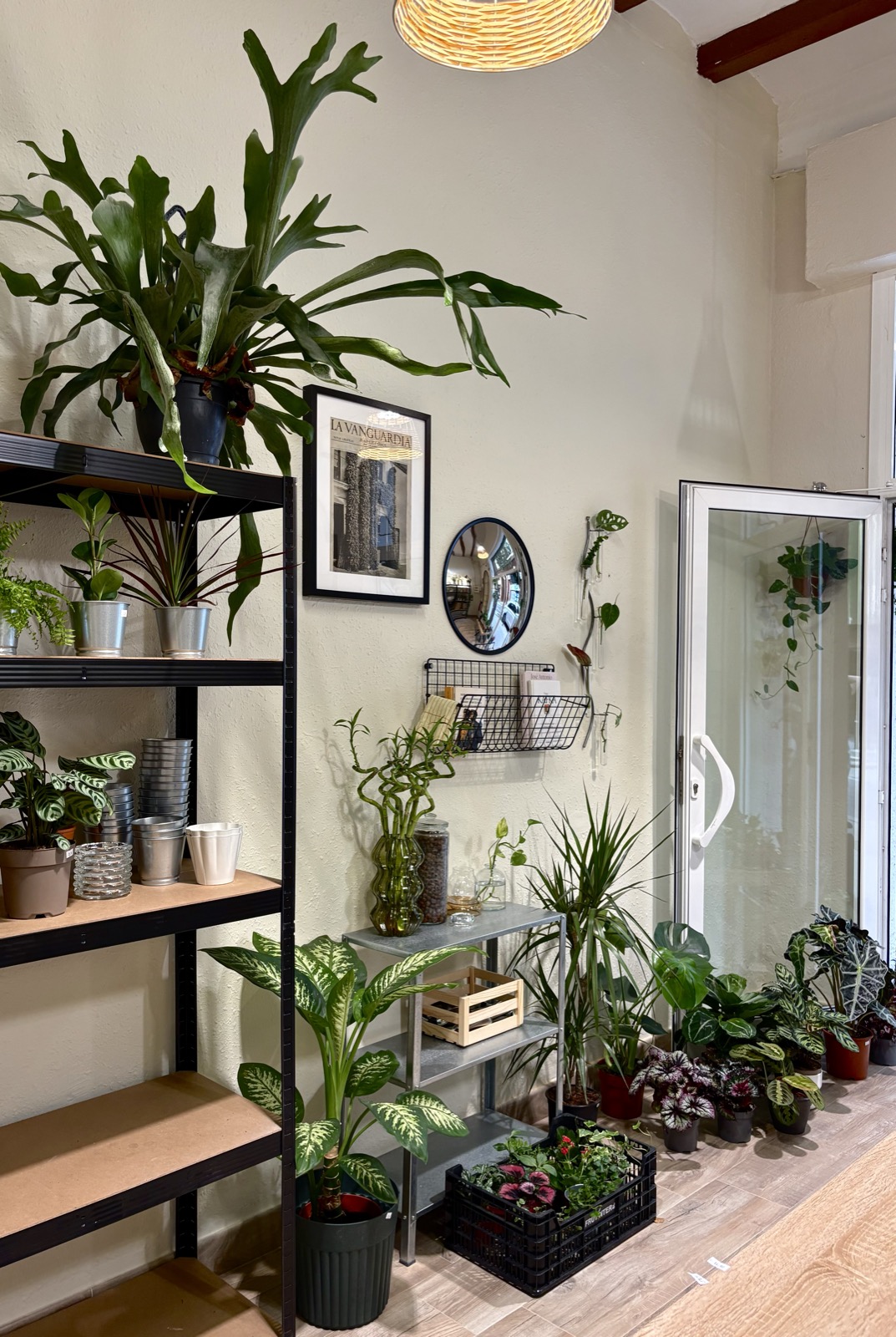 Un rincón del local con plantas en estanterías y junto a la entrada